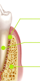 天然歯の構造